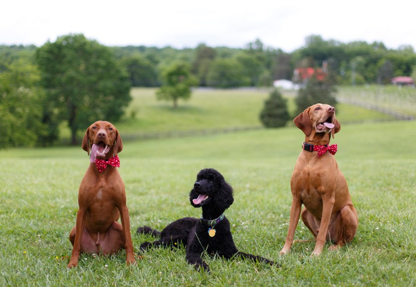 elliewedding_wordpress-5